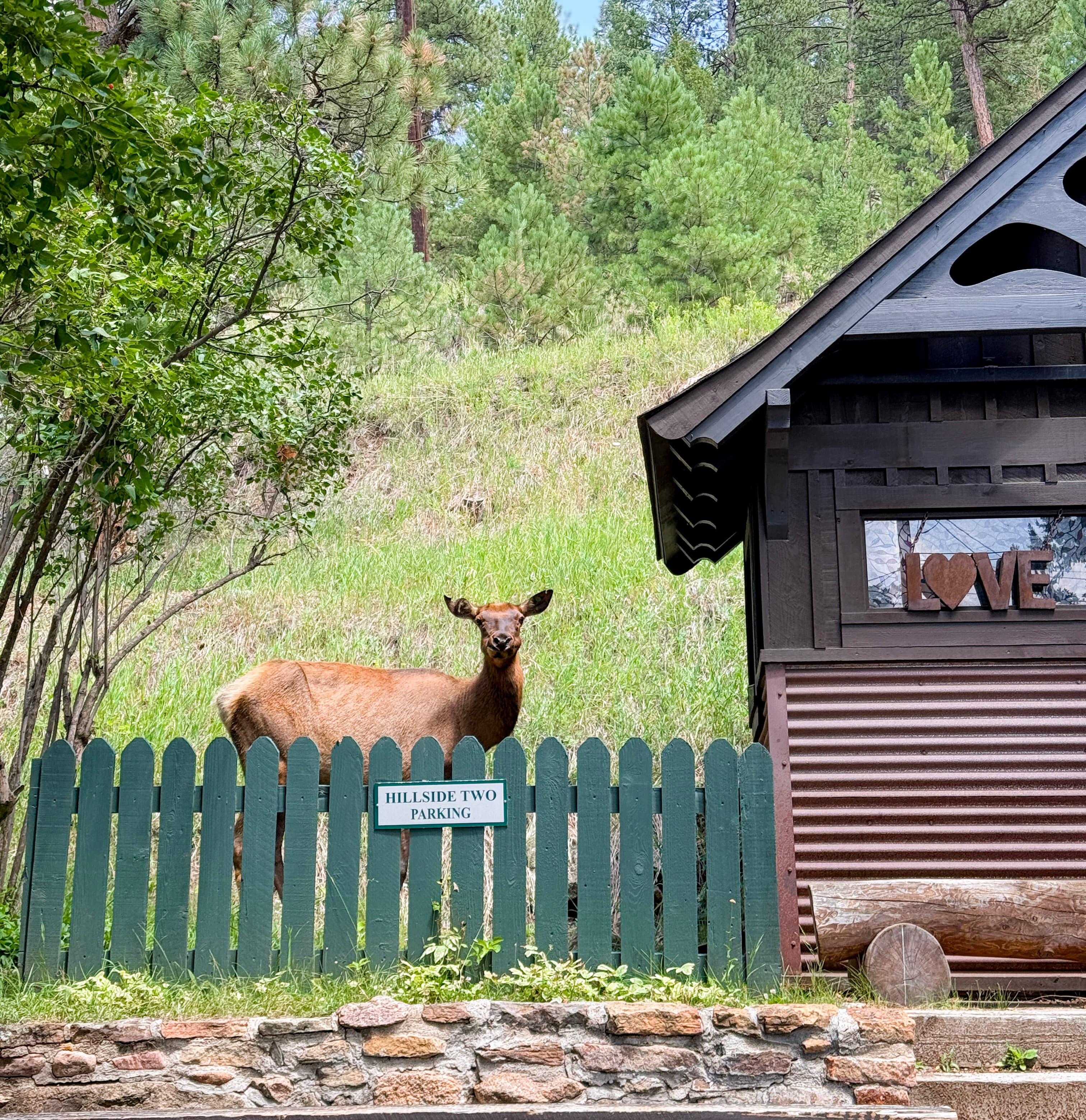 Elk Standing in front of the Hillside Two parking