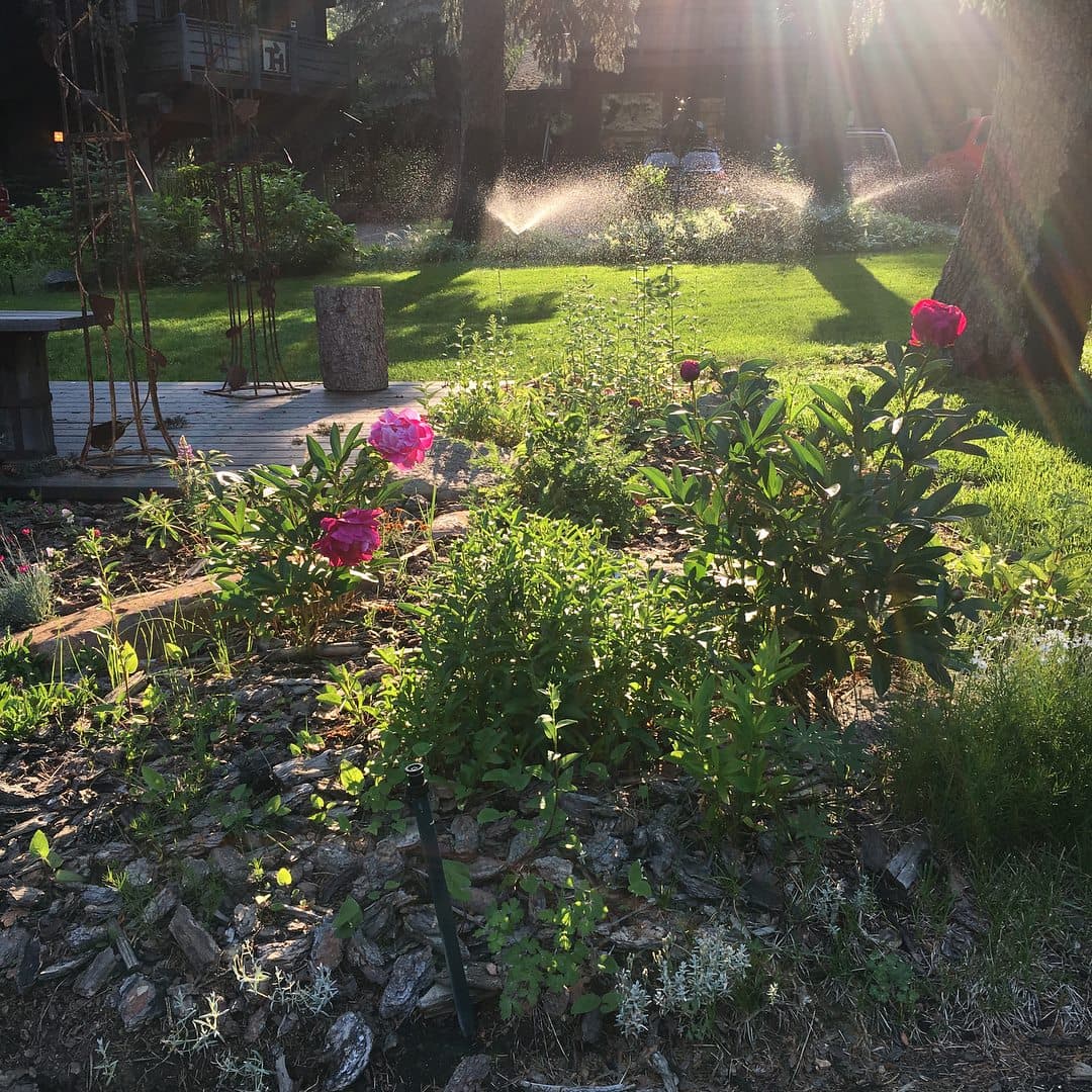 A vibrant garden with blooming peonies, lush green grass, and sunlight filtering through the trees.