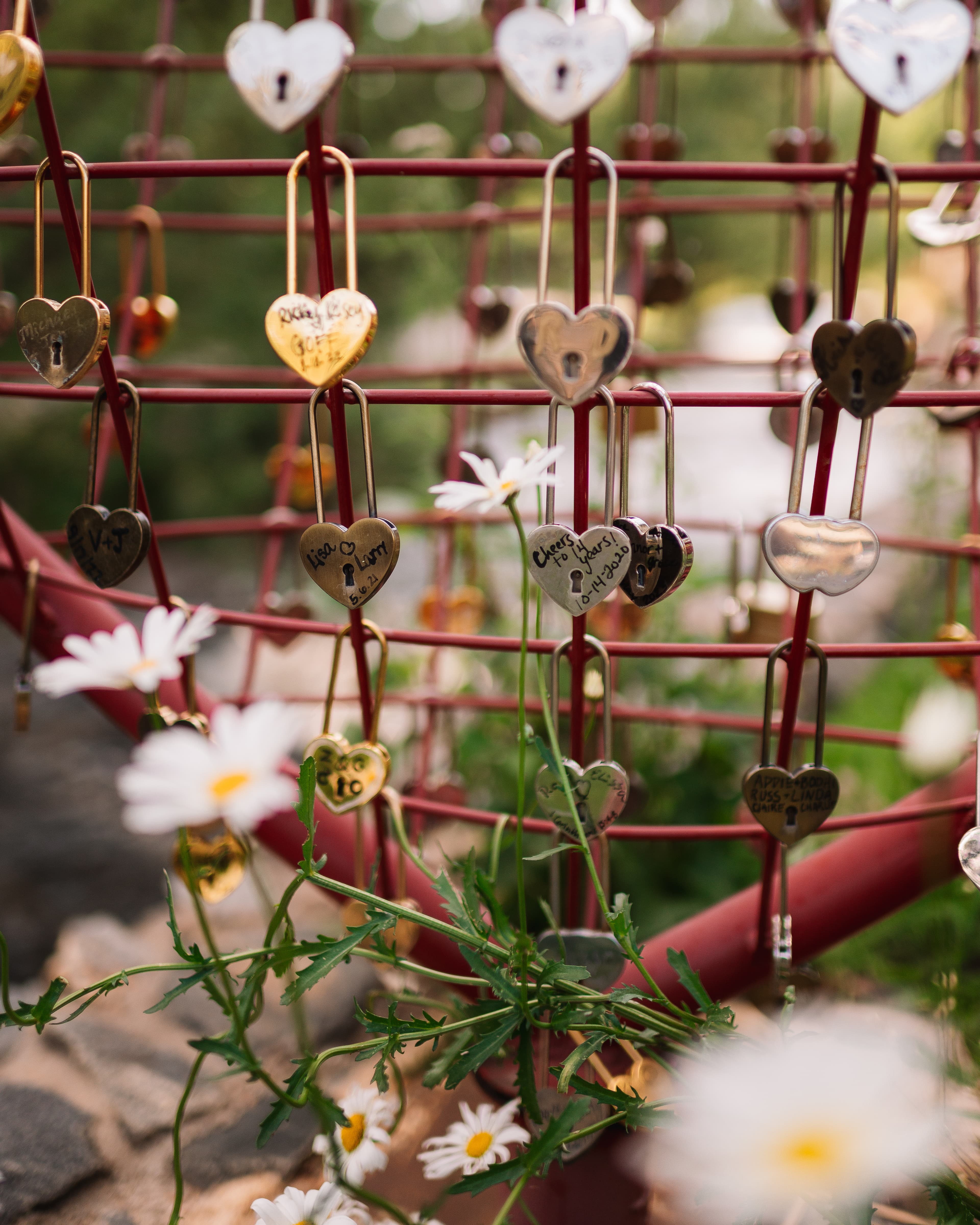 A display of heart-shaped love locks hanging on a metal structure, surrounded by daisies.